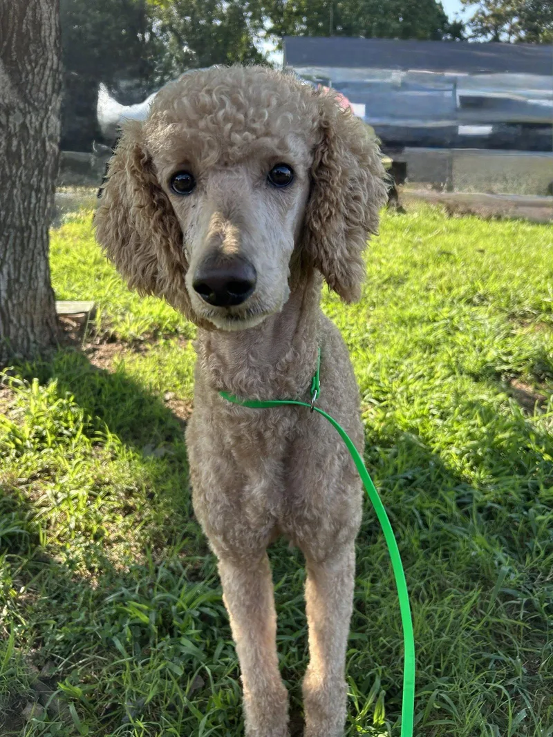 An adult large-sized male Standard Poodle dog named Tortellini Jul for adoption in Pacolet, SC