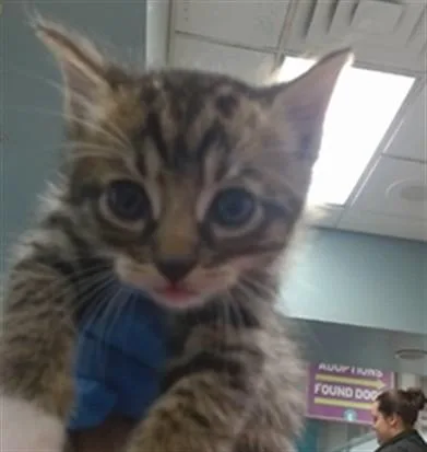 A baby small-sized male Domestic Short Hair cat named A for adoption in Oklahoma City, OK