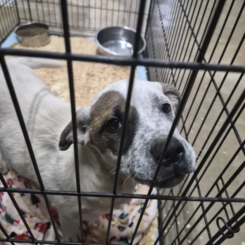 A baby medium-sized male Yellow / Tan / Blond / Fawn Mixed Breed dog named Boo for adoption in Durant, OK