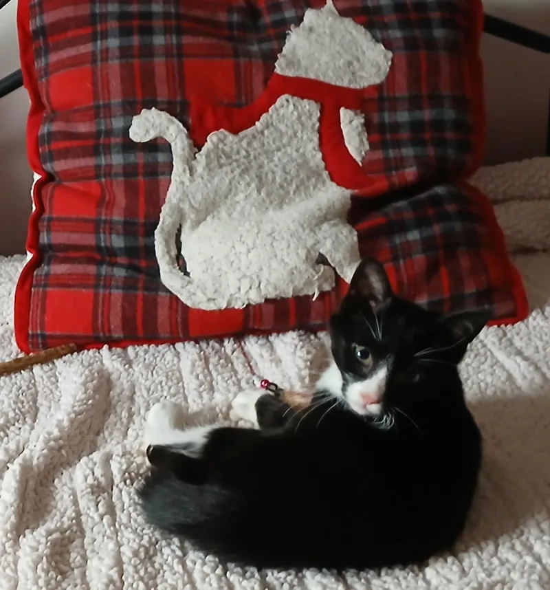 A young medium-sized male Domestic Short Hair cat named Maxwell for adoption in lititz, PA