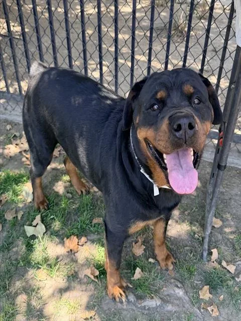 An adult large-sized female Rottweiler dog named Chloe for adoption in Riverside, CA