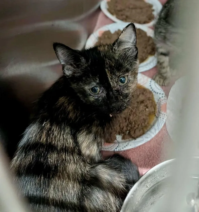 A baby medium-sized female Domestic Short Hair cat named Babbett for adoption in Detroit Lakes, MN