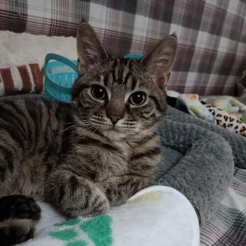 A young small-sized female Brown / Chocolate Domestic Short Hair cat named Bugsy for adoption in Springfield, OH