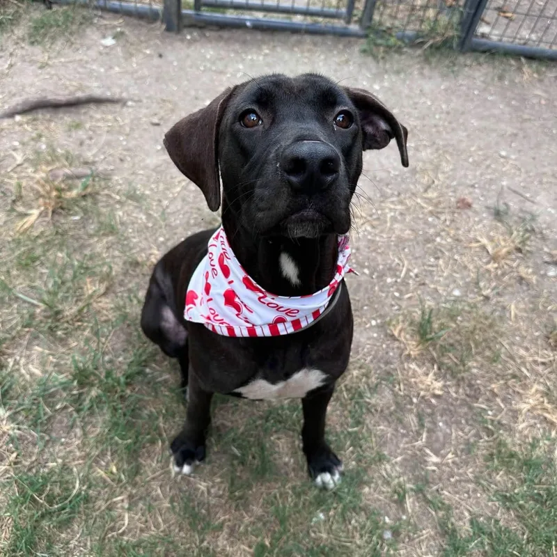 A young medium-sized female Labrador Retriever dog named Jenni for adoption in Houston, TX