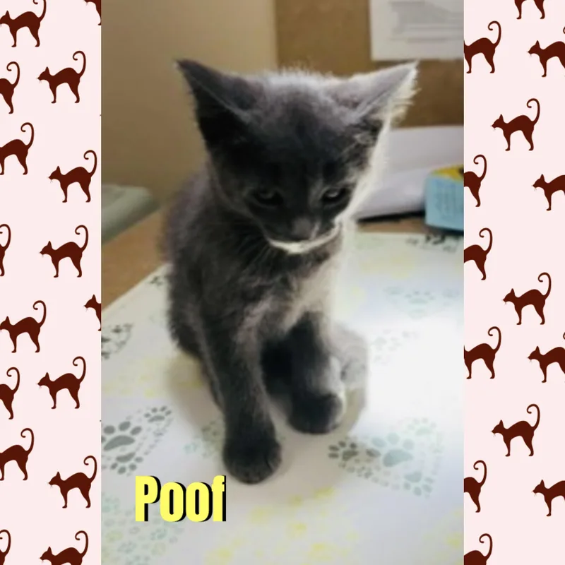A baby medium-sized male Gray / Blue / Silver Domestic Short Hair cat named Poof for adoption in Red Lodge, MT