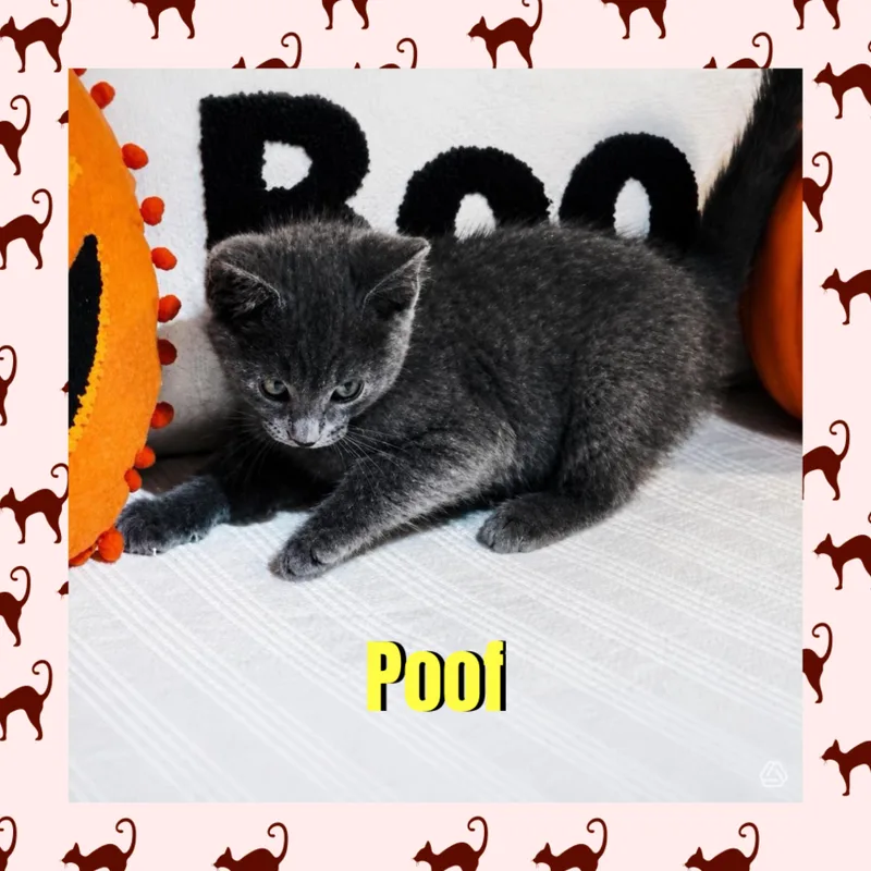 Poof thumbnail 2
