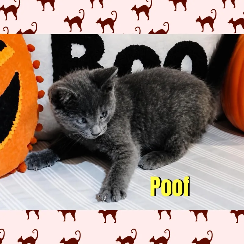 Poof thumbnail 3