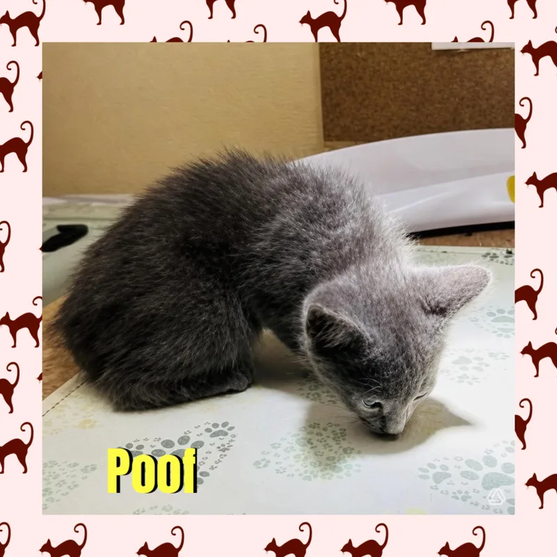 Poof thumbnail 4