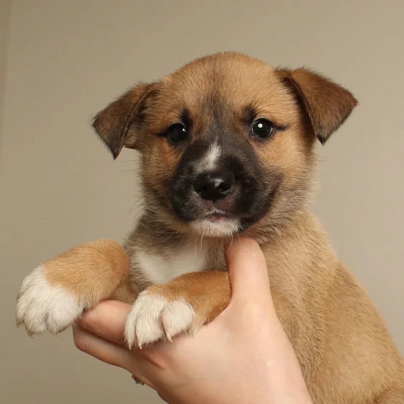 A baby medium-sized male Yellow / Tan / Blond / Fawn Pit Bull Terrier dog named Tombstone D for adoption in Minnetonka, MN
