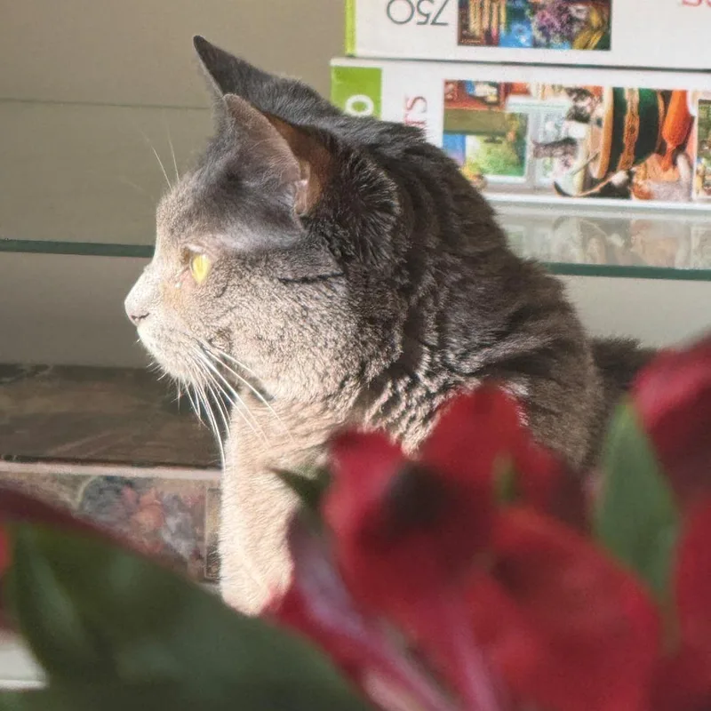 An adult medium-sized female Domestic Short Hair cat named Layla for adoption in Normal, IL