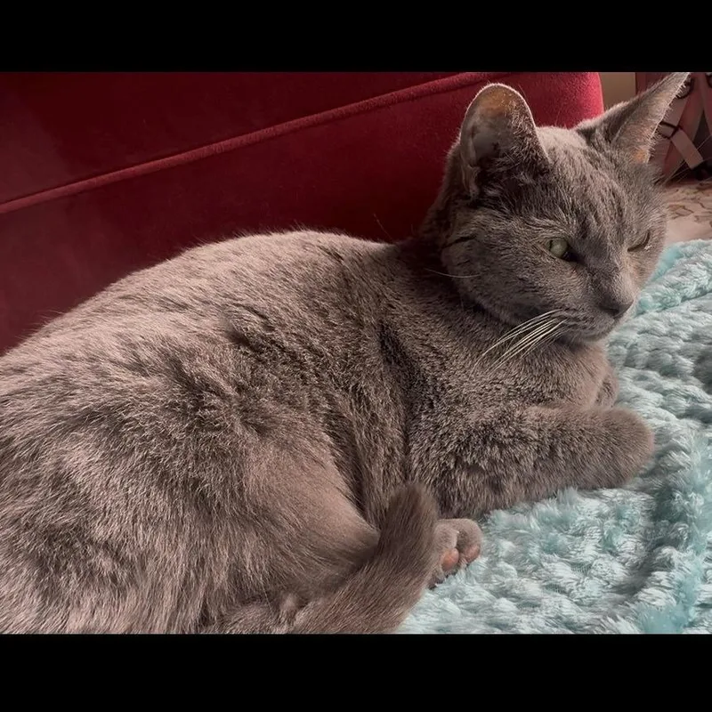 Layla thumbnail 4