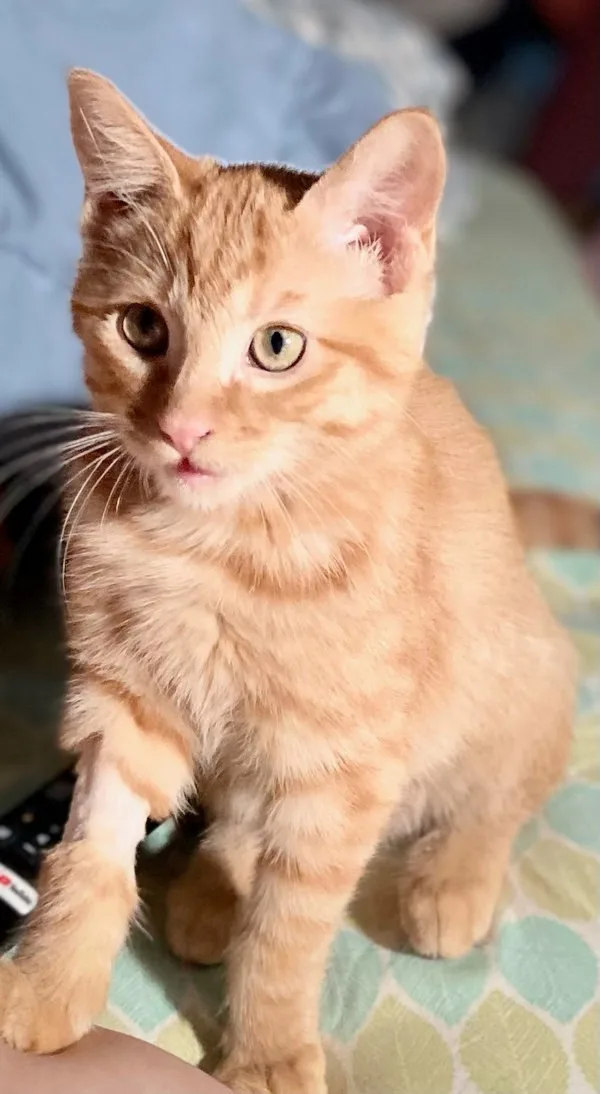 A baby medium-sized female Domestic Short Hair cat named Seren for adoption in Bonsall, CA