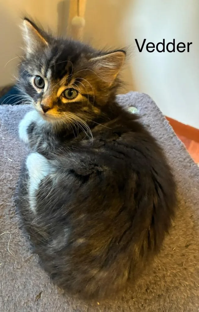 A baby medium-sized male Domestic Short Hair cat named Vedder for adoption in Shelton, WA