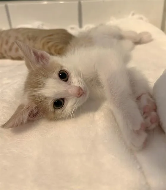 A baby small-sized female Domestic Short Hair cat named Polly for adoption in Sacramento, CA