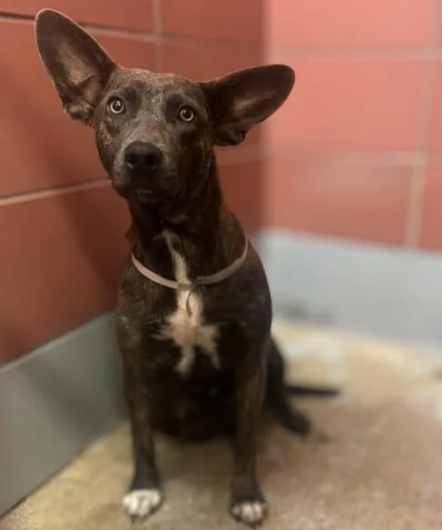 A young medium-sized female Staffordshire Bull Terrier dog named Marla for adoption in Houston, TX