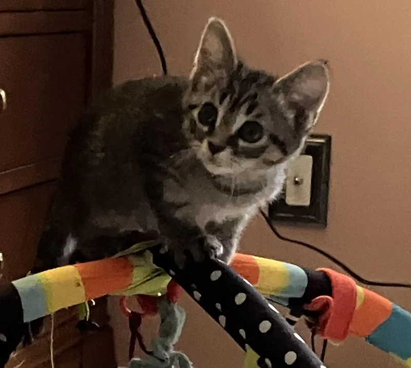A baby medium-sized female Tabby (Gray / Blue / Silver) Tabby cat named Toni for adoption in Independence, OH
