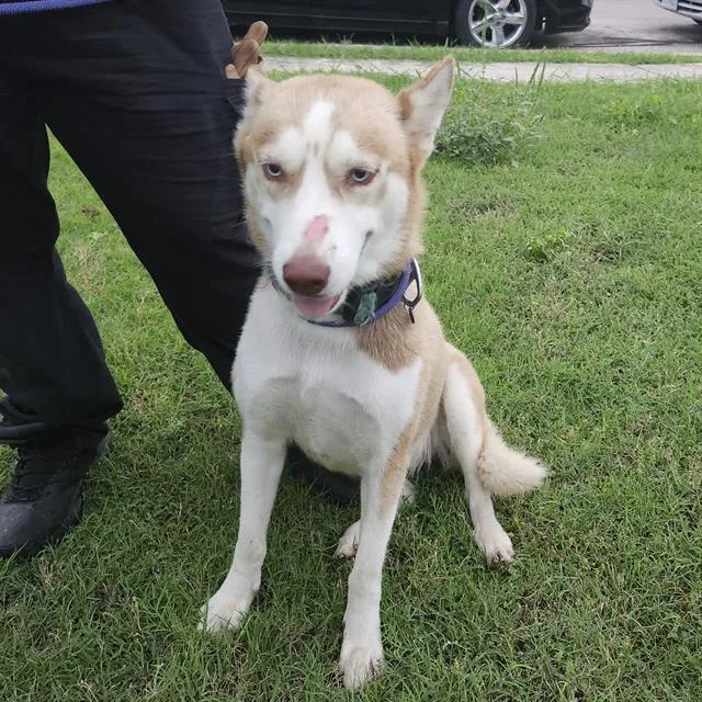An adult large-sized female Husky dog named Maya for adoption in San Antonio, TX