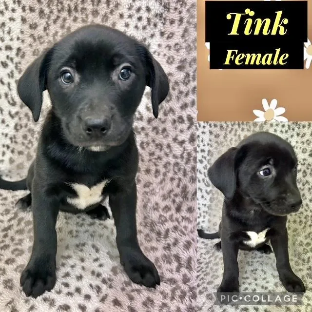 A baby medium-sized female Labrador Retriever dog named Tink for adoption in Manchester, CT