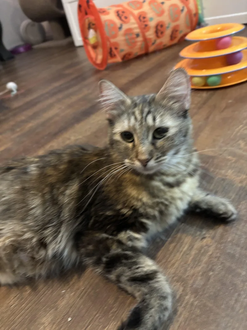A senior medium-sized female Domestic Medium Hair cat named Amber for adoption in Gilbert, AZ