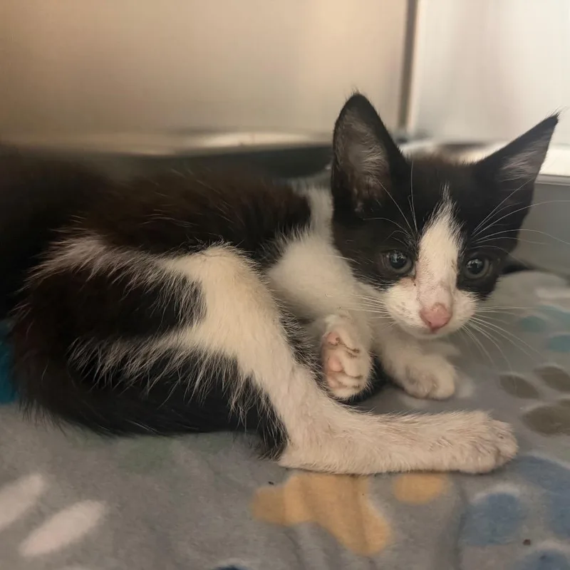 A baby small-sized female Black Domestic Short Hair cat named Lindy Lou for adoption in Columbus, GA