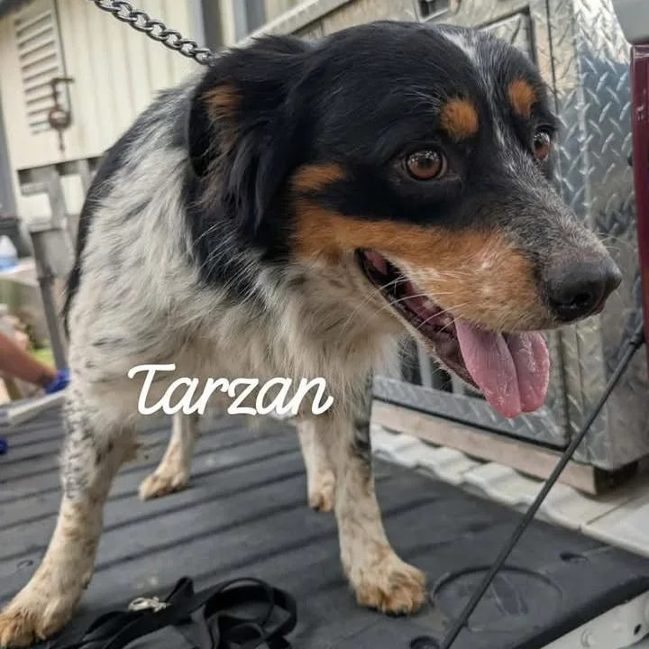 An adult small-sized male Black Collie dog named Tarzan for adoption in Buchanan Dam, TX
