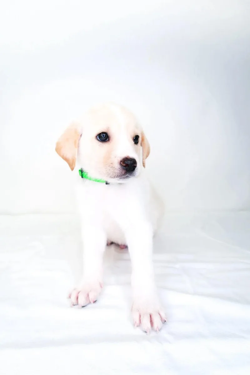A baby medium-sized male Yellow / Tan / Blond / Fawn Great Pyrenees dog named Seabreeze for adoption in Bixby, OK