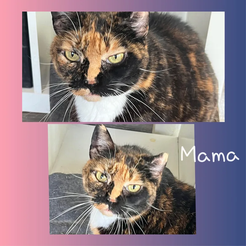 Mama