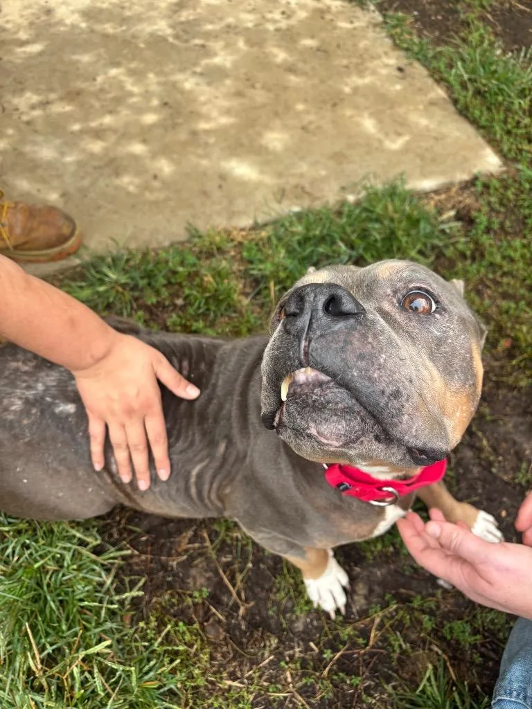 An adult medium-sized female Pit Bull Terrier dog named Jen for adoption in Bloomington, IN