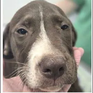A baby small-sized male Brown / Chocolate Mixed Breed dog named Ferb for adoption in Wilmington, DE