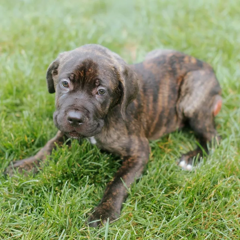 A baby small-sized male Black Cane Corso dog named Carl for adoption in Northbrook, IL