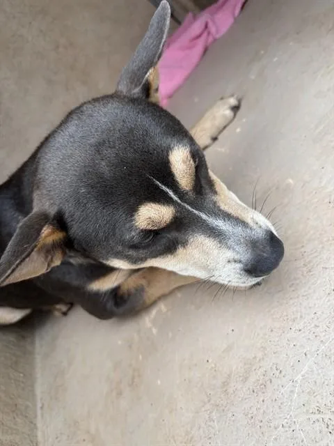 A young medium-sized female Shiba Inu dog named Ellie for adoption in Oklahoma City, OK