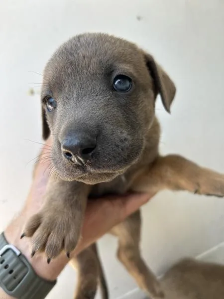 A baby medium-sized male Shepherd dog named Kike for adoption in Victorville, CA