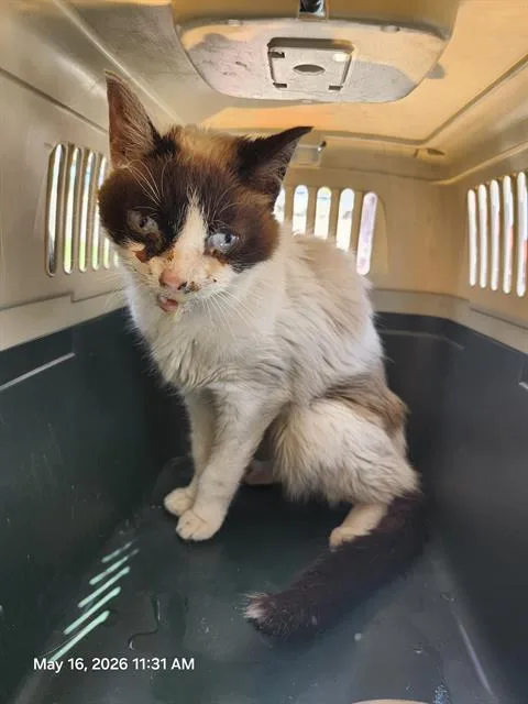 A young medium-sized female Domestic Short Hair cat named Cosmo for adoption in San Antonio, TX