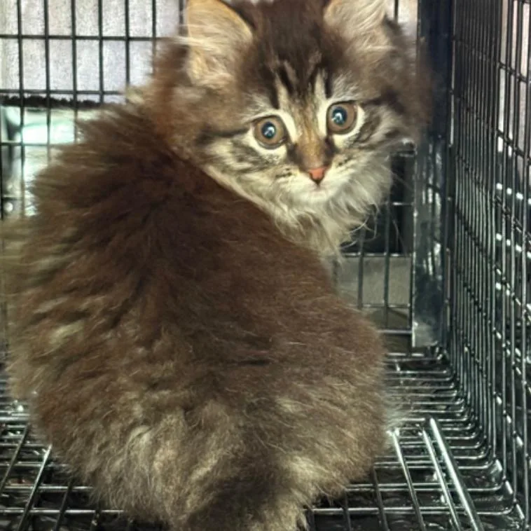 A baby small-sized male Black Domestic Medium Hair cat named Kiwi for adoption in Oceanside, NY