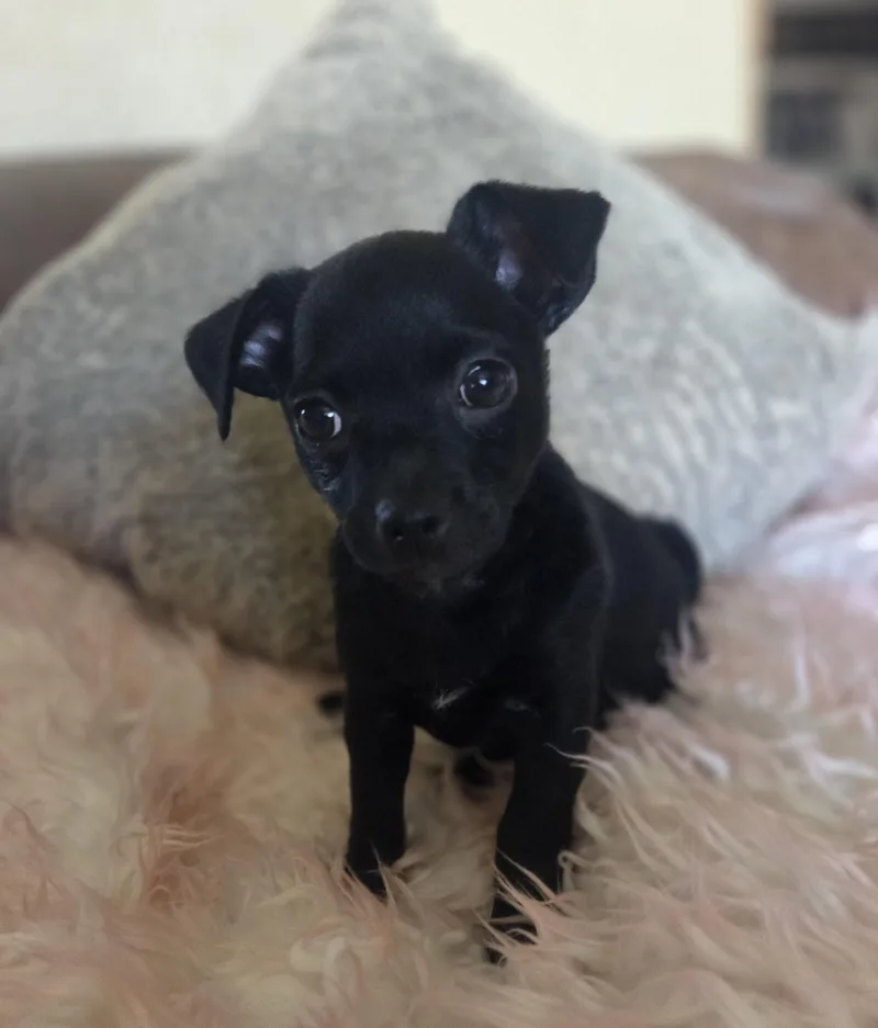 A baby small-sized female Black Pug dog named Tres for adoption in Cave Creek, AZ