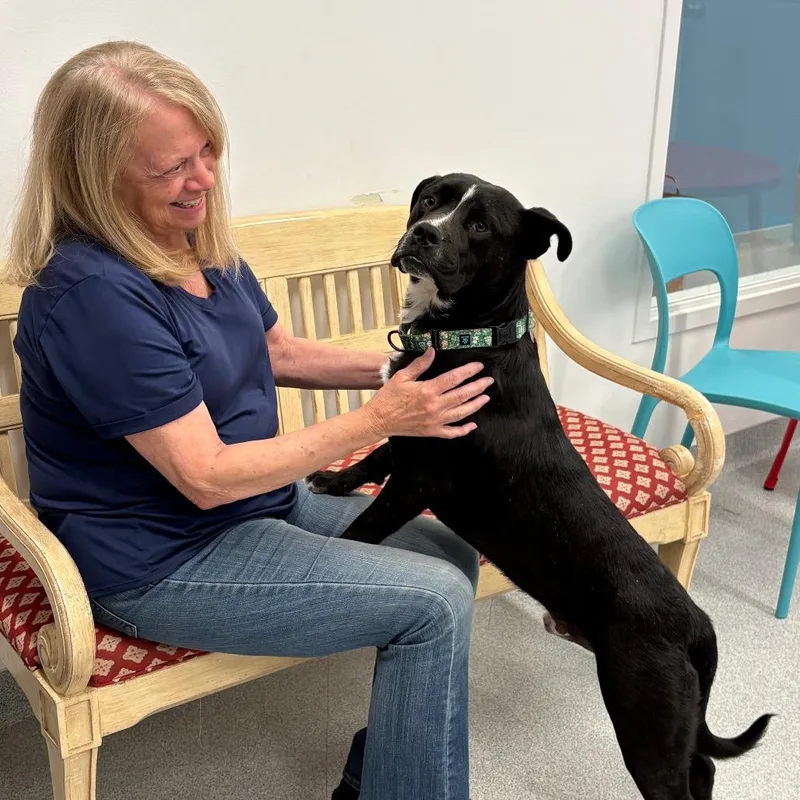 An adult medium-sized male Black Mixed Breed dog named Gino for adoption in Wheeling, IL