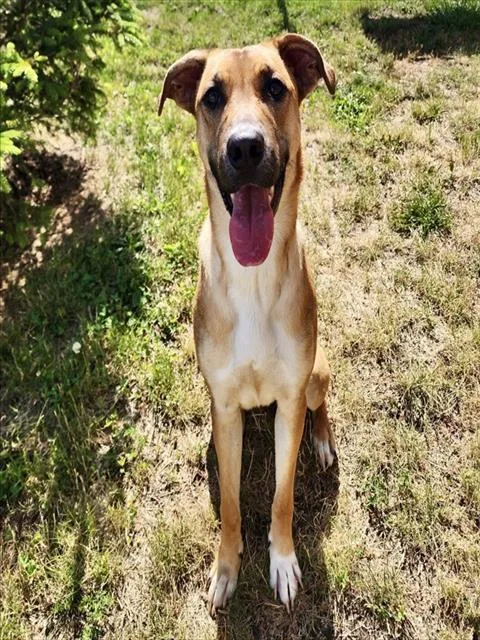 Daisy