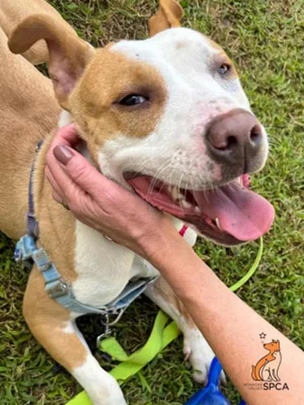 An adult medium-sized female Pit Bull Terrier dog named Mavisremmy for adoption in Roanoke, VA