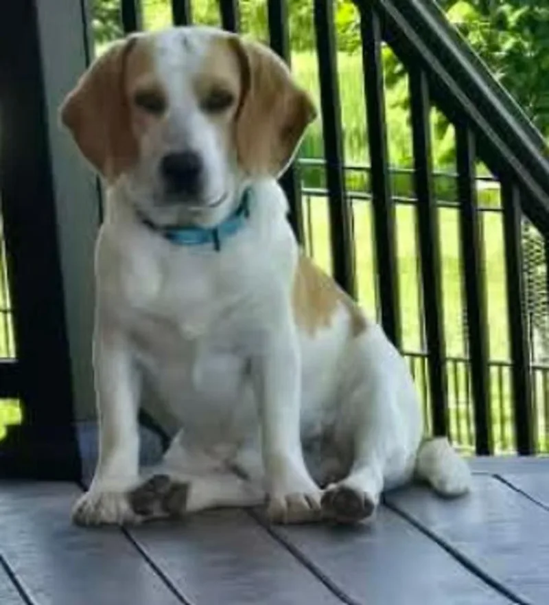 A young medium-sized male Beagle dog named Argon for adoption in Portland, OR