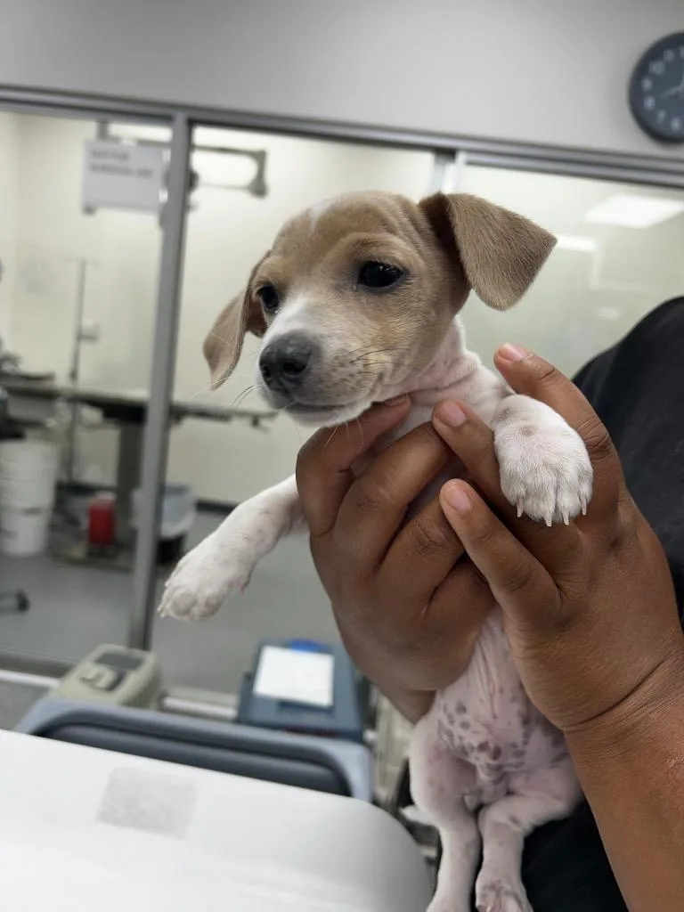 A baby small-sized male Mixed Breed dog named Valle for adoption in Thousand Oaks, CA