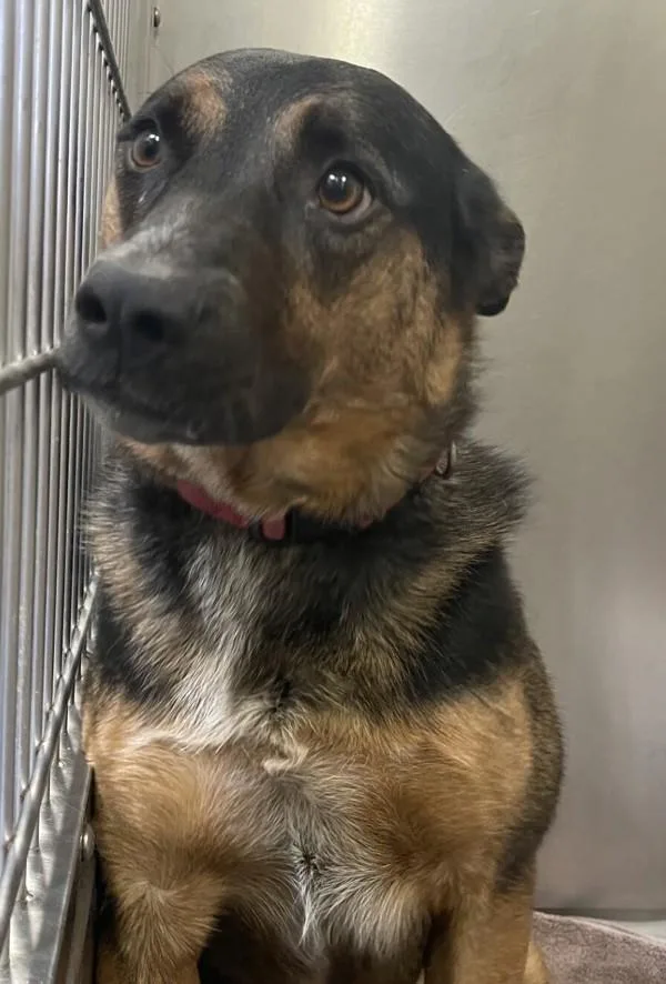 An adult medium-sized female German Shepherd Dog dog named Luna for adoption in El Cajon, CA
