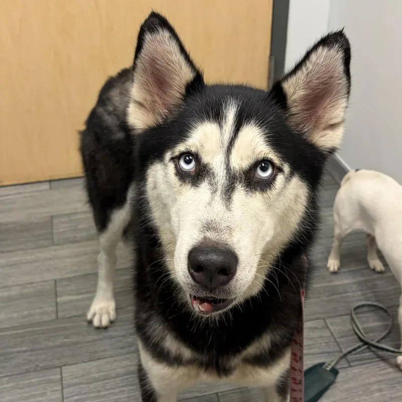 An adult large-sized female White / Cream Mixed Breed dog named Athena for adoption in Jacksonville, FL