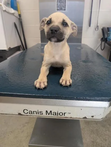 A baby small-sized female Mixed Breed dog named Addison for adoption in West Chester, PA