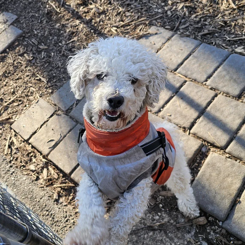 A young small-sized male Bichon Frise dog named Max for adoption in Ringwood, NJ