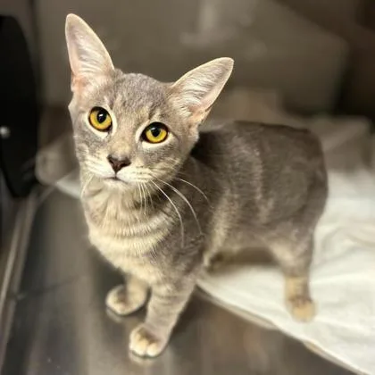 A baby small-sized male Domestic Short Hair cat named Racoon for adoption in Gastonia, NC