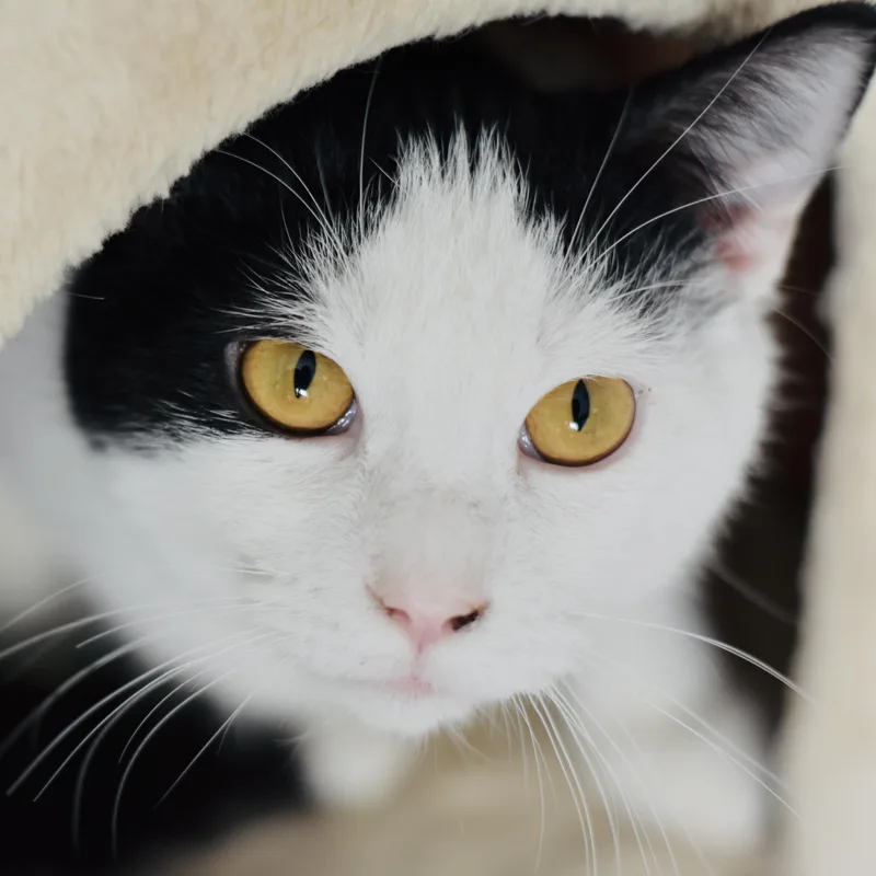 A young medium-sized male Black & White / Tuxedo Domestic Short Hair cat named Porter for adoption in Cincinnati, OH