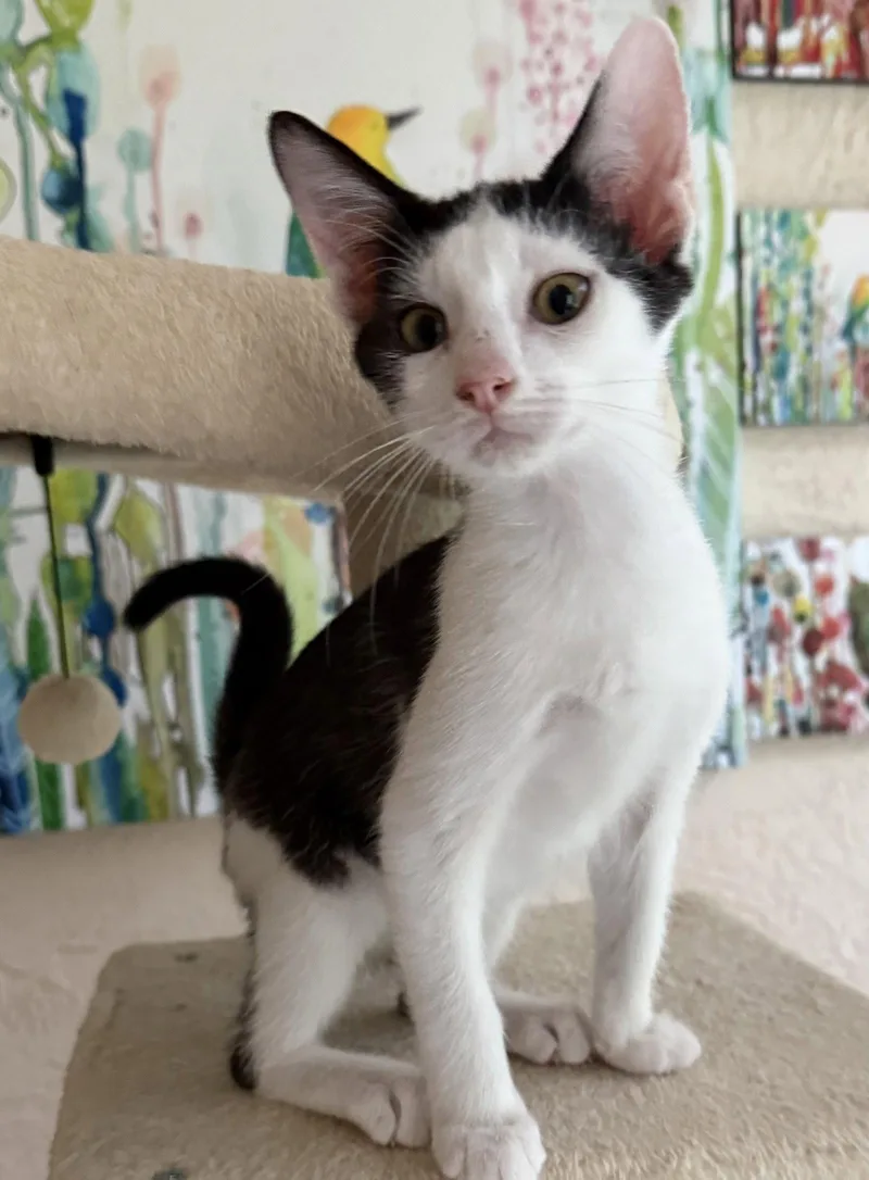 A baby medium-sized male Black & White / Tuxedo Domestic Short Hair cat named Affogoto for adoption in Oviedo, FL