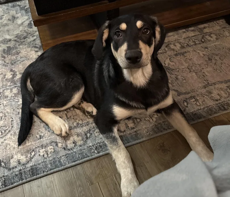 A baby medium-sized female Hound dog named Tiki for adoption in Richboro, PA