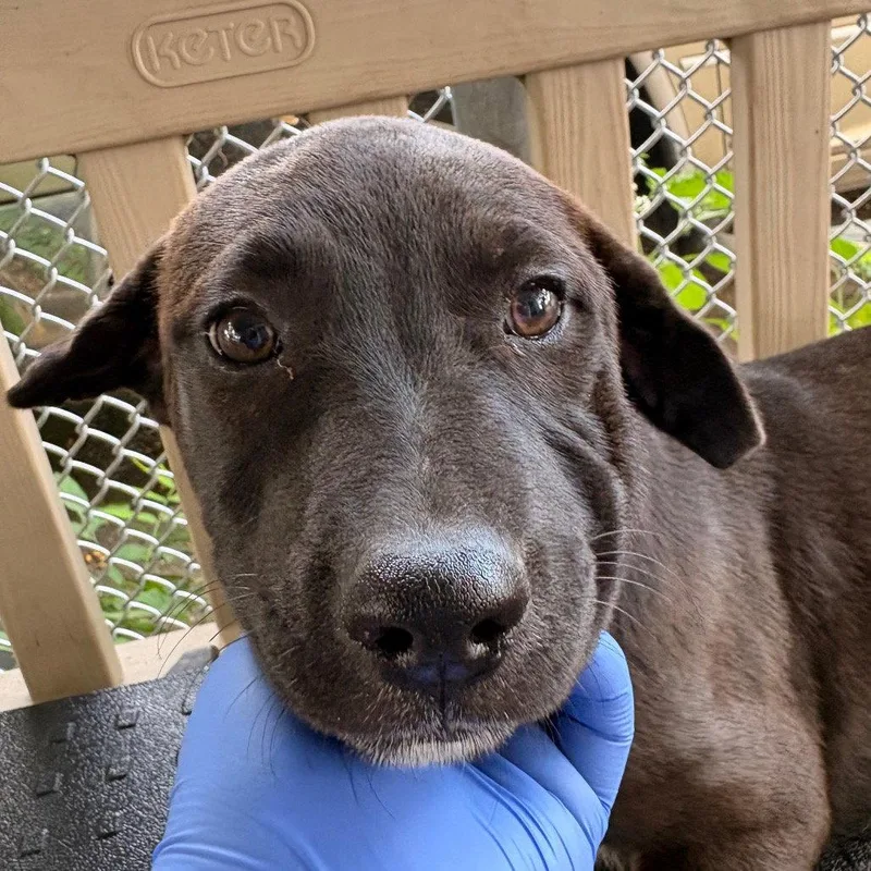 A baby medium-sized female Terrier dog named Tumbles for adoption in Dallas, TX