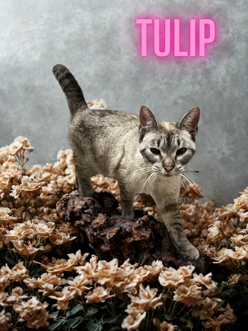 An adult medium-sized female Blue Point Domestic Short Hair cat named Tulip for adoption in Orleans, VT